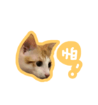 トラ猫栗栗ちゃんの日常（個別スタンプ：11）
