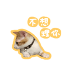 トラ猫栗栗ちゃんの日常（個別スタンプ：12）