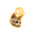 トラ猫栗栗ちゃんの日常（個別スタンプ：13）