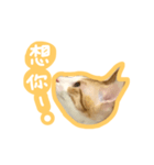 トラ猫栗栗ちゃんの日常（個別スタンプ：14）