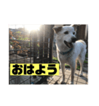パクちゃんち（個別スタンプ：1）