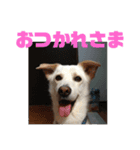 パクちゃんち（個別スタンプ：3）
