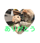 パクちゃんち（個別スタンプ：8）