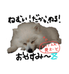 もふポメ福詠くん～ポジティブ編～（個別スタンプ：5）