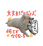 もふポメ福詠くん～ポジティブ編～（個別スタンプ：11）