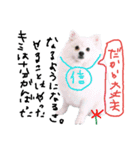 もふポメ福詠くん～ポジティブ編～（個別スタンプ：12）