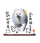 もふポメ福詠くん～ポジティブ編～（個別スタンプ：13）