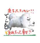 もふポメ福詠くん～ポジティブ編～（個別スタンプ：18）