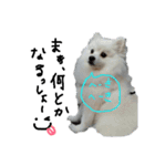 もふポメ福詠くん～ポジティブ編～（個別スタンプ：20）