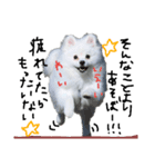 もふポメ福詠くん～ポジティブ編～（個別スタンプ：22）