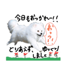 もふポメ福詠くん～ポジティブ編～（個別スタンプ：24）