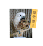 みんな集まれ～（個別スタンプ：15）
