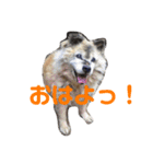 どんぐりのスタンプ（個別スタンプ：1）
