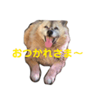 どんぐりのスタンプ（個別スタンプ：2）
