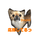 どんぐりのスタンプ（個別スタンプ：7）