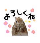 うさぎと暮らす（個別スタンプ：1）