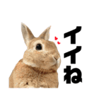 うさぎと暮らす（個別スタンプ：2）