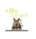 うさぎと暮らす（個別スタンプ：7）
