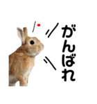 うさぎと暮らす（個別スタンプ：11）