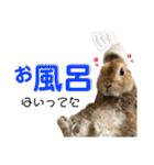 うさぎと暮らす（個別スタンプ：12）