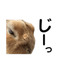 うさぎと暮らす（個別スタンプ：13）