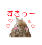 うさぎと暮らす（個別スタンプ：14）