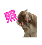 うさぎと暮らす（個別スタンプ：25）