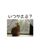 うさぎと暮らす（個別スタンプ：27）