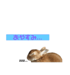うさぎと暮らす（個別スタンプ：31）