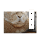 うさぎと暮らす（個別スタンプ：33）