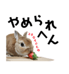 うさぎと暮らす（個別スタンプ：35）