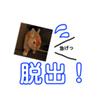 うさぎと暮らす（個別スタンプ：36）