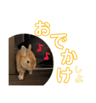 うさぎと暮らす（個別スタンプ：38）