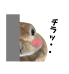 うさぎと暮らす（個別スタンプ：39）
