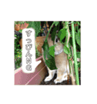 うさぎと暮らす（個別スタンプ：40）