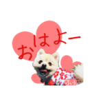 ポメ仲良し3兄弟てんじろふぅくん（個別スタンプ：1）