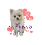 ポメ仲良し3兄弟てんじろふぅくん（個別スタンプ：3）
