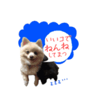 ポメ仲良し3兄弟てんじろふぅくん（個別スタンプ：6）