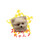 ポメ仲良し3兄弟てんじろふぅくん（個別スタンプ：7）