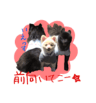 ポメ仲良し3兄弟てんじろふぅくん（個別スタンプ：8）