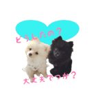 ポメ仲良し3兄弟てんじろふぅくん（個別スタンプ：12）
