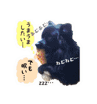 ポメ仲良し3兄弟てんじろふぅくん（個別スタンプ：14）