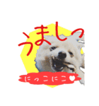ポメ仲良し3兄弟てんじろふぅくん（個別スタンプ：15）