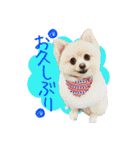 ポメ仲良し3兄弟てんじろふぅくん（個別スタンプ：16）
