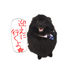 ポメ仲良し3兄弟てんじろふぅくん（個別スタンプ：19）