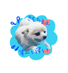 ポメ仲良し3兄弟てんじろふぅくん（個別スタンプ：20）