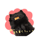 ポメ仲良し3兄弟てんじろふぅくん（個別スタンプ：27）