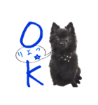 ポメ仲良し3兄弟てんじろふぅくん（個別スタンプ：28）