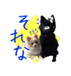ポメ仲良し3兄弟てんじろふぅくん（個別スタンプ：29）