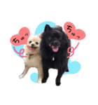 ポメ仲良し3兄弟てんじろふぅくん（個別スタンプ：30）